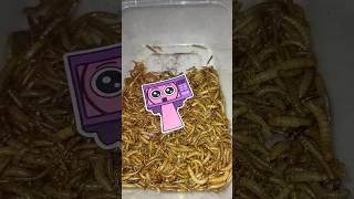 Caterpillars Vs Sprunki Lily. #worms #shorts #incrediboxsprunki