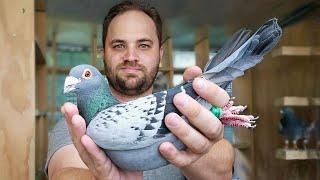 Breeding is finished - looking back at my 2024 Pigeon Racing Results!