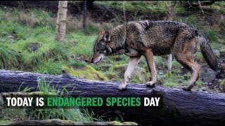 On Endangered Species Day, a message from VLS professor Pat Parenteau