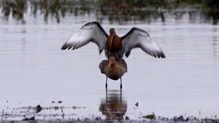 Parende grutto's / Mating black-tailed godwits (Limosa limosa)