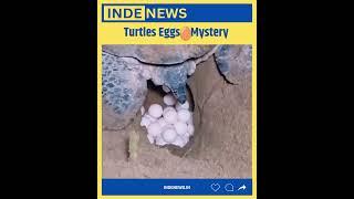 Why Do Turtles Lay Eggs in Sand ? INDE News