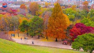 Seoul Olympic Park AUTUMN LEAVES, 2022 TREASURE TOUR HELLO in Seoul. Seoul Travel Walker.