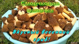 Сморчковая шапочка. Вкусный весенний гриб!