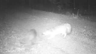 Fox and Raccoon fight