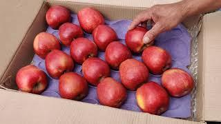 Packing single layer apple box