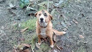 Punished by his owner for going out, the dog with a bruised face begged for help