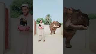 Which of these animals are halal? Halal vs Haram#shorts