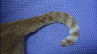 Cat tail manner - formal left hook  : "milady"