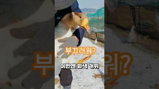 확실하고 정확한 거위 암수 구별방법