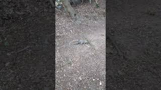 Squirrels are mostly unimpressed with bird seed