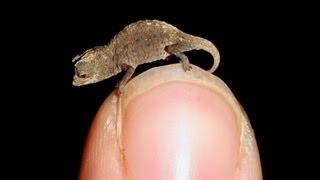 World's Smallest Animals