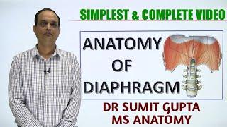 DIAPHRAGM : ANATOMY