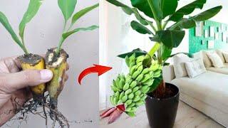 Creative Skill how to grow Banana tree from banana fruit  100% success