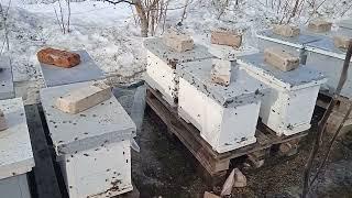 Начало пчеловодного сезона 2023. Первый массовый облет пчёл.