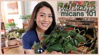 PHILODENDRON MICANS CARE 101 | we cover all things micans! | houseplants care tips