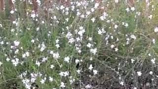 Gaura lindheimeri