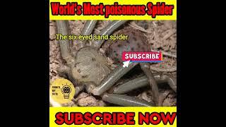 Top 10 world's most poisonous spider|poisonous spider|#shorts #shortsviral