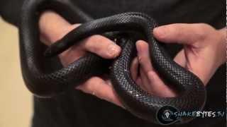 Snake Bytes TV - Snakes That Are Right For You! SnakeBytesTV