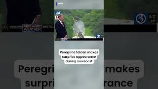 A peregrine falcon appeared during our sister station WFSB's morning newscast! #falcon #connecticut