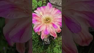 Bizarre Flower Color! #cactus #flowers #nature #gardening #cactusjerk