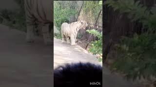 My kids enjoy  zoo travel#subscribe #and share