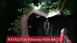 RATACITI IN PADUREA HOIA BACIU Ionut Ghita