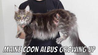 Maine Coon Albus Growing Up (13 Weeks - 1 Year)