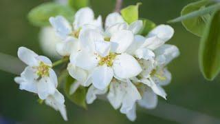 Futages. Flowering summer pears. Spring. Flowering Gardens. Flowers on Trees.