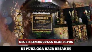 KEMUNCULAN ULAR PITON DI PURA GOA RAJA BESAKIH KARANGASEM BALI!