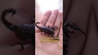 top 10 most Dangerous Scorpions in the world  #top10 #viral #short