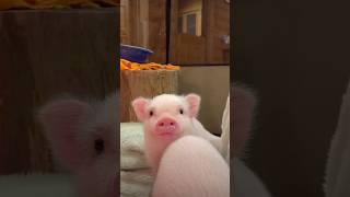 The Cutest Animals Compilation #shorts