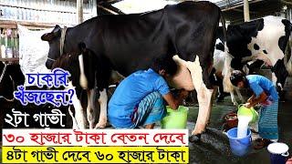 ভালো জাতের দুগ্ধ গাভী চেনার উপায় | ২টা গাভি থেকে মাসিক আয় ৩০ হাজার টাকা | গাভীর খামার সফল মোস্তফা