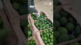 Police in Colombia seize nearly 2 tons of cocaine hidden in crates of avocados