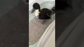 Azzy in the bath