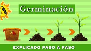 La Germinación | ¿Cómo  Crece Una Planta? | Videos Educativos Para Niños