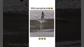 https://youtube.com/shorts/f_yecLM6Zig?si=5osmCjVJI7aokcqZ