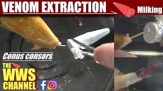 Cone shell Venom extraction (milking) on live Conus consors