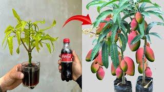 NEWLY INVENTED TECHNIQUE uses Coca Cola to propagate fast growing mango trees with 100% success