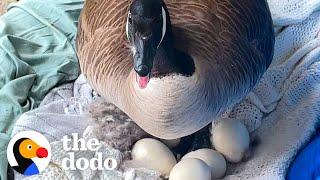 Mama Goose Decides To Lay Eggs On Woman's Porch | The Dodo