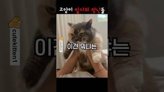 고양이 집사의 장난들 ㅋㅋ