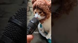 Funny cat videos try not to laugh #shorts