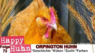 E73 Orpington Hühner im Rasseportrait bei HAPPY HUHN - mit Farbschlägen Gelb, Weiß, Splash und Blau