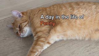 A day in the life of Penny the Ginger Cat - Day 3