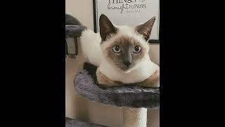 Are Siamese Cats Super Territorial?  #shorts