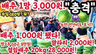 배추 1망 3,000원 됐다! 충격! 배추 1,000원 미쳤! 알타리 2000원! 과일 160원 1000원배추! #폭락 #시장 #물가 #가격비교 #김치 #김장 #쇼핑