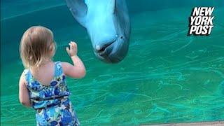 Dolphin chats with little girl: ‘He’s talking to you!’