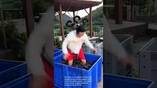 Grape Stomping: A Hilarious and Traditional Winemaking Method