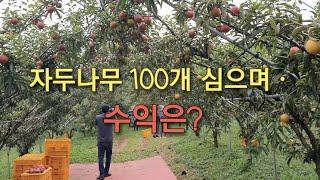 귀농귀촌 정보) 자두농장 100개 심으면 수익은? #귀농이야기 #귀농생활 #귀촌생활