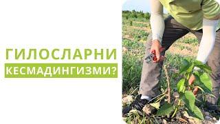 ЁШ ГИЛОСЛАРНИ НЕГА КЕСМАДИНГИЗ???