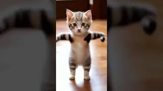 Funny Cat Dance | #funny #cats #cat #catlover #cute #cutecat #viral #shorts #animals #world